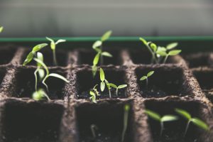 Growth, Macro, Plants