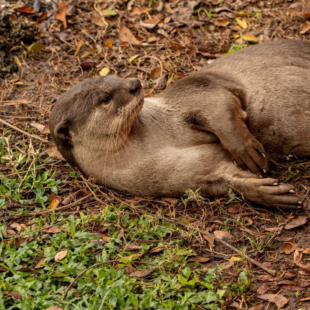 Bishan Otter Family: The Famous Otter Family in Singapore’s Heartlands